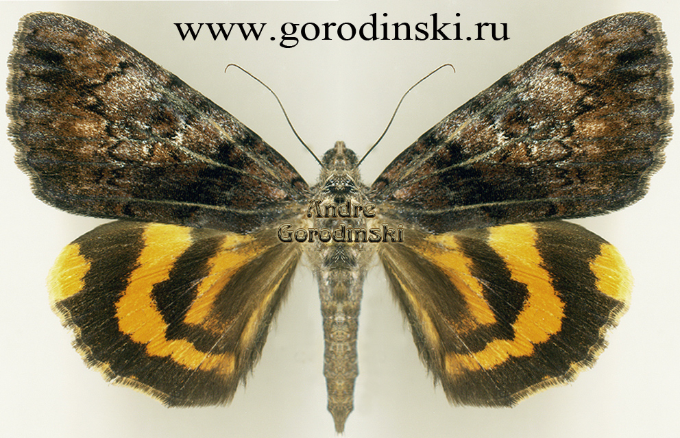 http://www.gorodinski.ru/catocala/Catocala hoenei.jpg